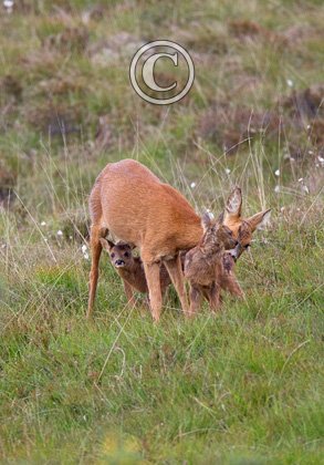 Roe Deer Doe With Fawns DM1109
